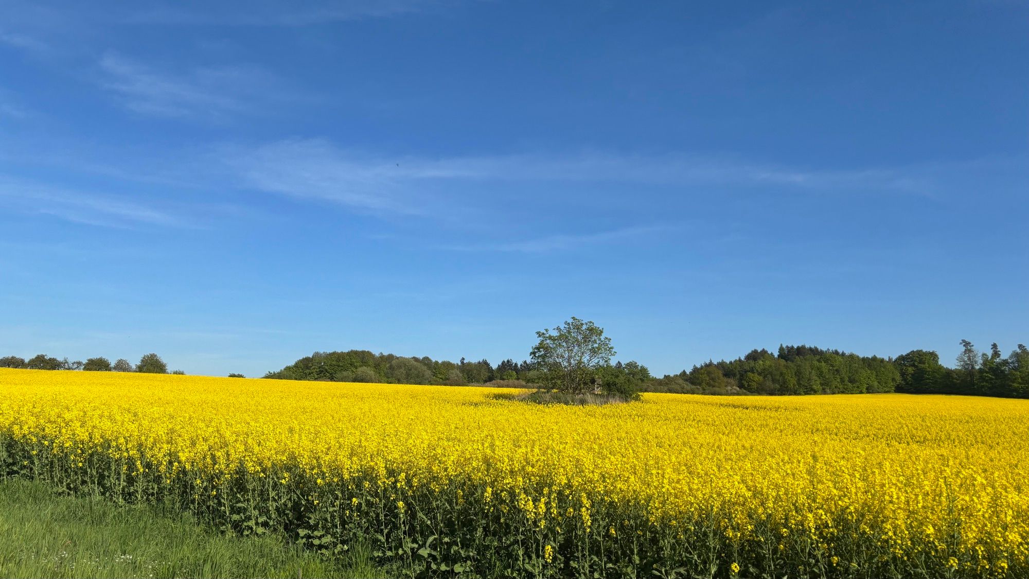 Weites Rapsfeld unter blauem Himmel