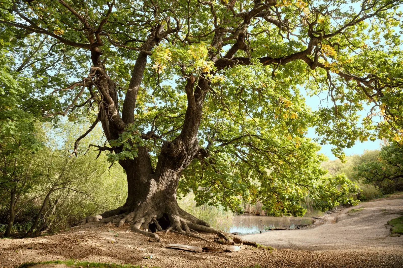 Sonnenlicht fällt durch einen Wald